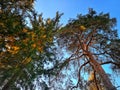 Trees in Tiganesti Monastery courtyard .